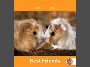 Best Friends – Meerschweinchen
