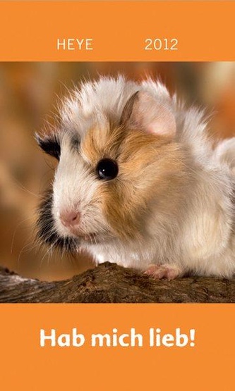 Hab mich lieb – Meerschweinchen