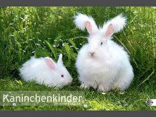 Kaninchenkinder