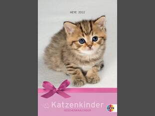 Katzen-Geschenkkalender mit Kuvert