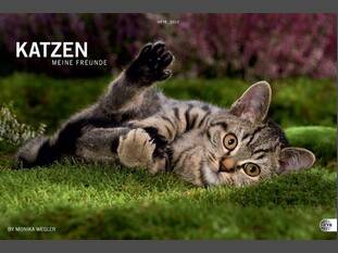 Katzen-Meine Freunde