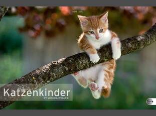 Katzenkinder