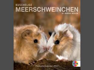 Kuschelige Meerschweinchen