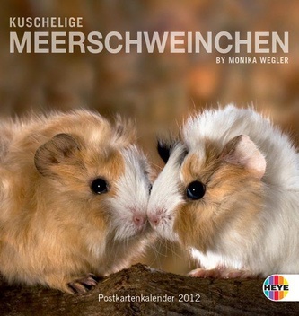 Kuschelige Meerschweinchen