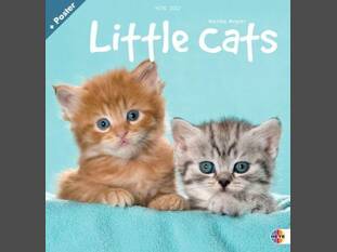 Little Cats
