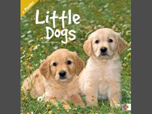 Little Dogs