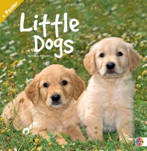 Little Dogs