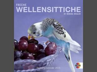 Freche Wellensittiche