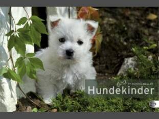Hundekinder – Posterkalender