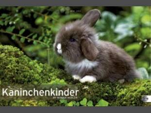 Kaninchenkinder – Posterkalender