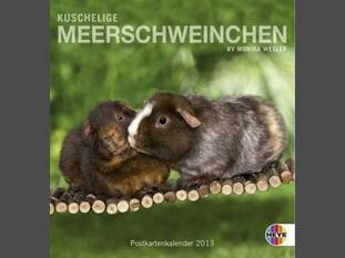 Kuschelige Meerschweinchen