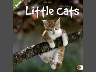 Little Cats