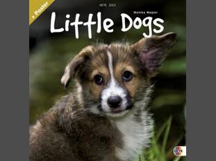 Little Dogs