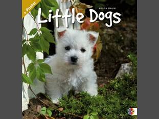 Little Dogs
