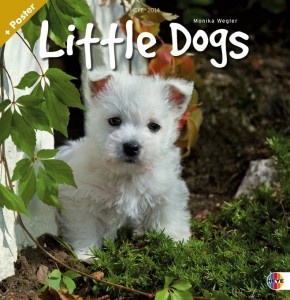 Little Dogs