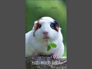 Meerschweinchen Hab mich lieb! 2014