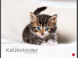 Katzenkinder 2015