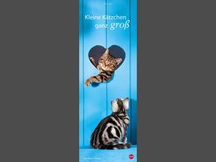 Kleine Kätzchen ganz groß