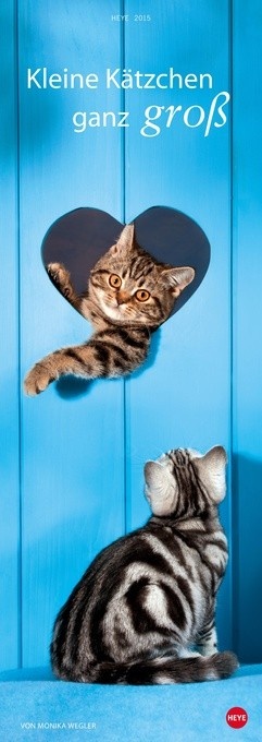 Kleine Kätzchen ganz groß
