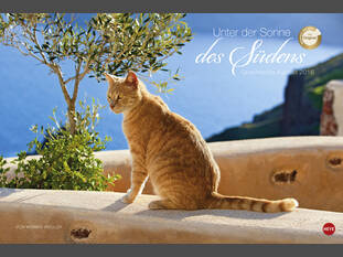 Griechische Katzen 2016