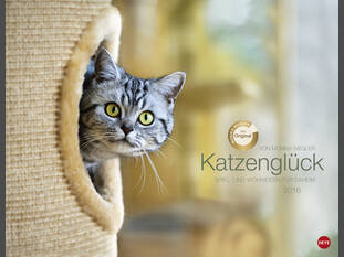Katzenglück 2016