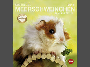 Kuschelige Meerschweinchen 2016