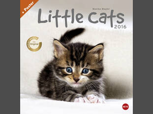 Little Cats 2016