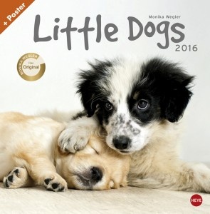 Little Dogs 2016