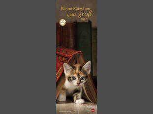 Kleine Kätzchen ganz groß 2017