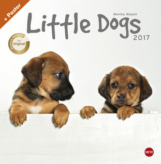 Little Dogs 2017