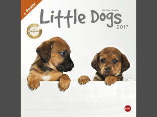Little Dogs 2017