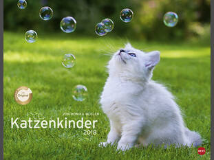 Katzenkinder 2018