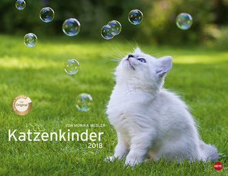 Katzenkinder 2018