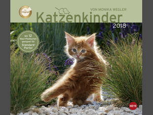 Katzenkinder 2018