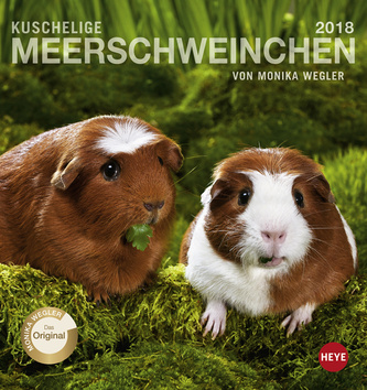 Kuschelige Meerschweinchen 2018