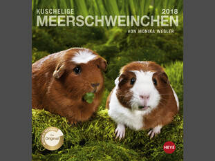 Kuschelige Meerschweinchen 2018