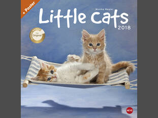 Little Cats – 2018
