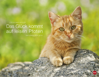 Das Glück kommt auf leisen Pfoten 2019