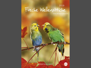 Freche Wellensittiche – A4 – 2019
