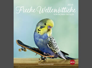 Freche Wellensittiche Postkartenkalender 2019