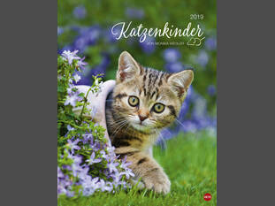 Katzenkinder 2019