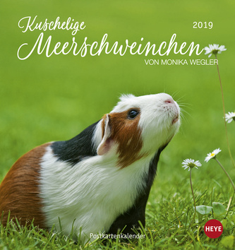 Kuschelige Meerschweinchen 2019