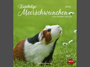 Kuschelige Meerschweinchen 2019