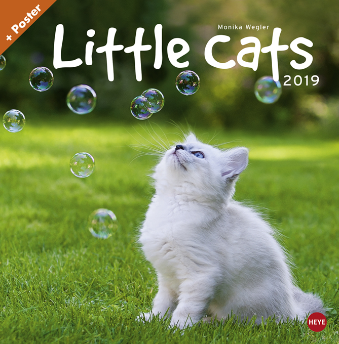 Little Cats 2019 Little Cats 2019