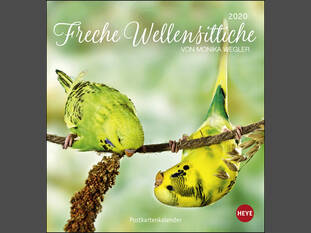 Freche Wellensittiche Postkartenkalender 2020