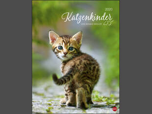 Katzenkinder Posterkalender 2020