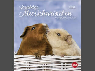 Kuschelige Meerschweinchen Postkartenkalender 2020