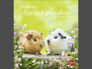 Kuschelige Meerschweinchen Postkartenkalender 2022