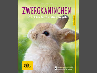 Zwergkaninchen